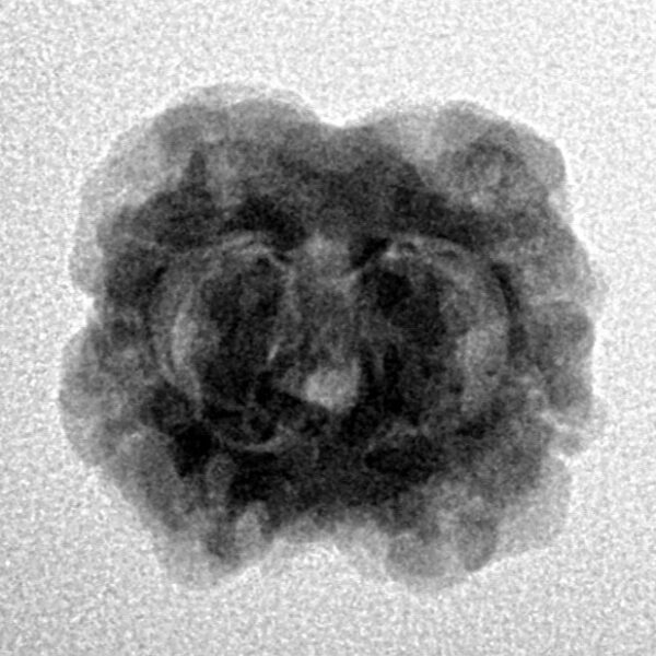 2 Mukhi Rudraksha 24.5mm 2.4gm - Inverse xray