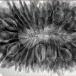 20 Mukhi Rudraksha 37.5mm 8.35gm - Inverse xray