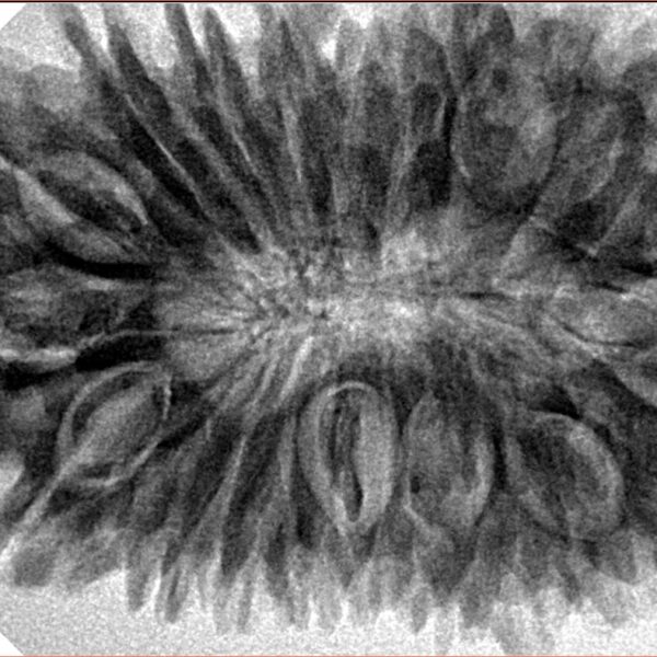 20 Mukhi Rudraksha 37.5mm 8.35gm - Inverse xray