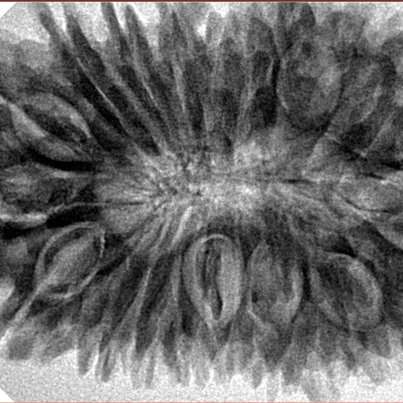 20 Mukhi Rudraksha 37.5mm 8.35gm - Inverse xray