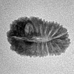 20 Mukhi Rudraksha 18.7mm 1.08gm - Inverse xray