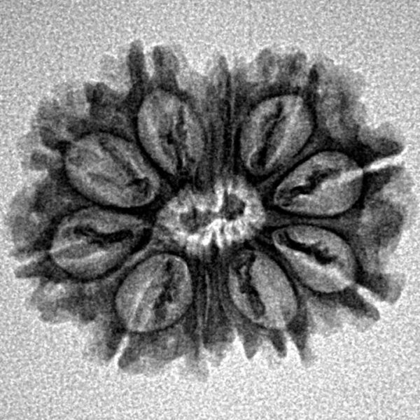 11 Mukhi Rudraksha 22.6mm 2.31gm - Inverse xray