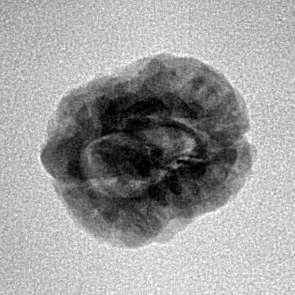 2 Mukhi Rudraksha 21.6mm 1.6gm - Inverse xray