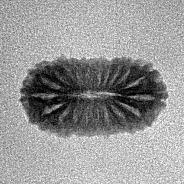 20 Mukhi Rudraksha 17mm 0.77gm - Inverse xray