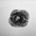 2 Mukhi Rudraksha 22.6mm 2gm - Inverse xray