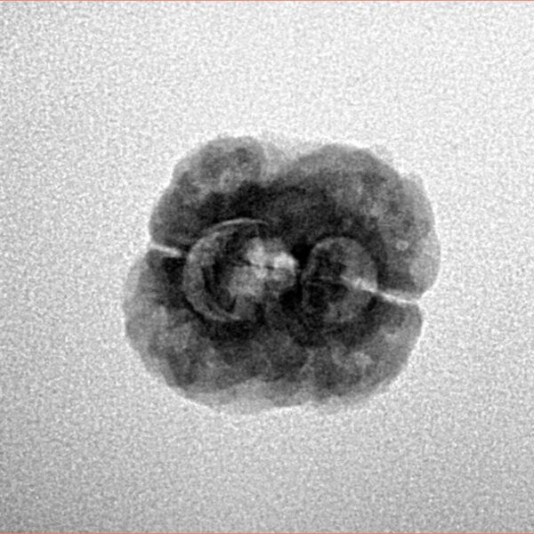 2 Mukhi Rudraksha 22.6mm 2gm - Inverse xray