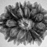 12 Mukhi Ganesh 25.5mm 3.73gm - Inverse xray