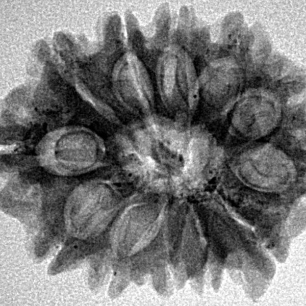 12 Mukhi Ganesh 25.5mm 3.73gm - Inverse xray