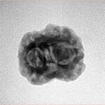 2 Mukhi Rudraksha 21mm 2.07gm - Inverse xray