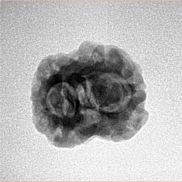 2 Mukhi Rudraksha 21mm 2.07gm - Inverse xray