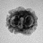 2 Mukhi Rudraksha 17.1mm 1.08gm - Inverse xray