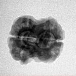 2 Mukhi Rudraksha 22.2mm 2.2gm - Inverse xray