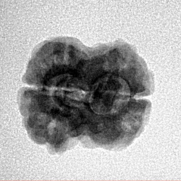 2 Mukhi Rudraksha 22.2mm 2.2gm - Inverse xray