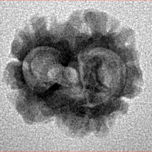 2 Mukhi Rudraksha 17.5mm 1.33gm - Inverse xray