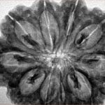 10 Mukhi Rudraksha 33mm 7.31gm - Inverse xray