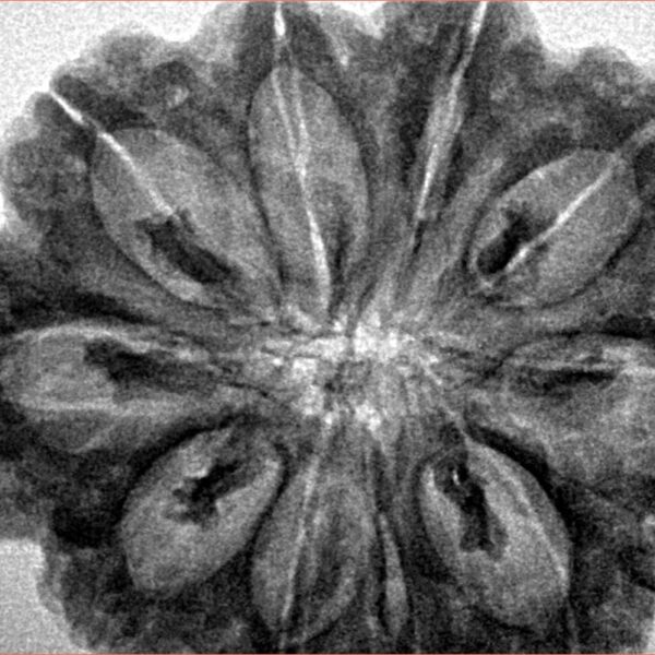 10 Mukhi Rudraksha 33mm 7.31gm - Inverse xray