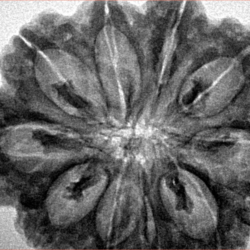 10 Mukhi Rudraksha 33mm 7.31gm - Inverse xray