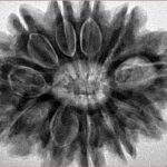 11 Mukhi Rudraksha 31.2mm 7.91gm - Inverse xray