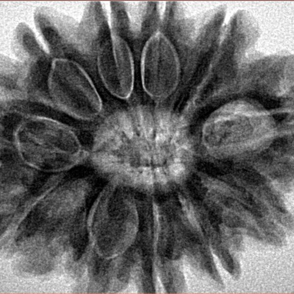 11 Mukhi Rudraksha 31.2mm 7.91gm - Inverse xray