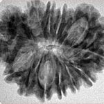 21 Mukhi Garbhgauri 30.1mm 4.65gm - Inverse xray