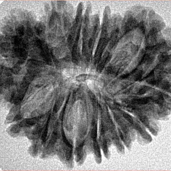 21 Mukhi Garbhgauri 30.1mm 4.65gm - Inverse xray