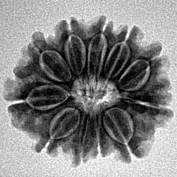 11 Mukhi Rudraksha 22.2mm 2.9gm - Inverse xray