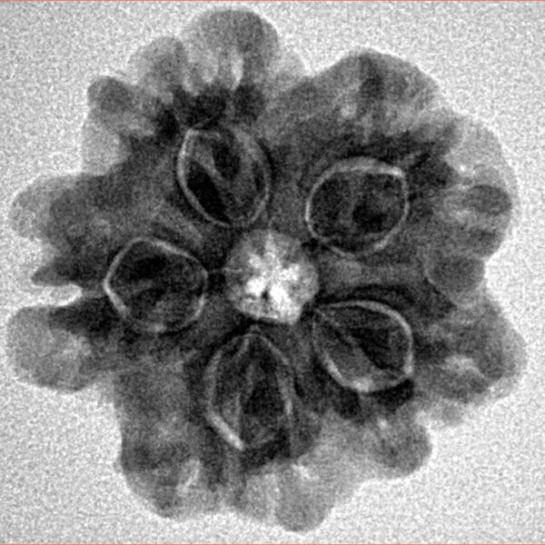 1MK(Underdeveloped) 24.1mm 4.55gm - Inverse xray