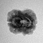 2 Mukhi Rudraksha 19mm 1.29gm - Inverse xray