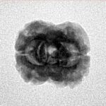 2 Mukhi Rudraksha 23.3mm 1.74gm - Inverse xray