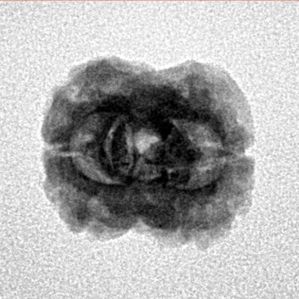 2 Mukhi Rudraksha 23.3mm 1.74gm - Inverse xray