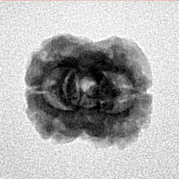 2 Mukhi Rudraksha 23.3mm 1.74gm - Inverse xray