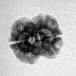 2 Mukhi Rudraksha 22.8mm 1.83gm - Inverse xray