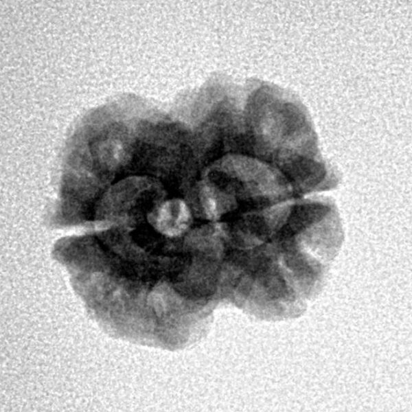 2 Mukhi Rudraksha 22.8mm 1.83gm - Inverse xray