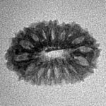 16 Mukhi Rudraksha 19.6mm 0.94gm - Inverse xray