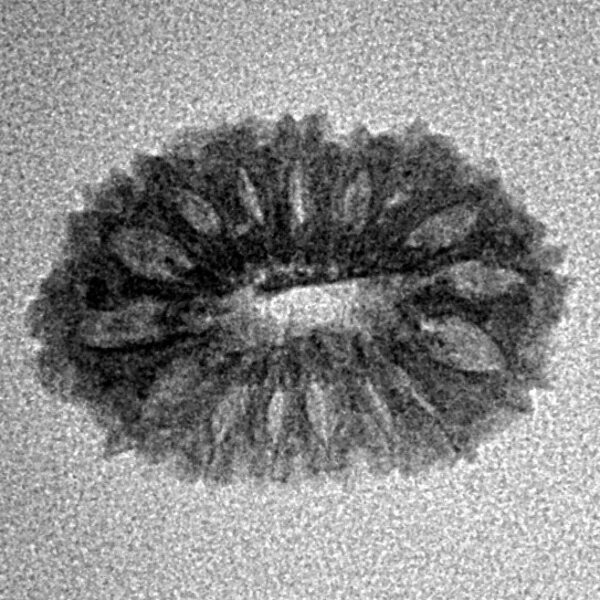 16 Mukhi Rudraksha 19.6mm 0.94gm - Inverse xray