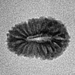 19 Mukhi Rudraksha 14.9mm 0.59gm - Inverse xray