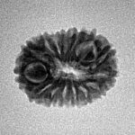 15 Mukhi Rudraksha 18.1mm 1.38gm - Inverse xray