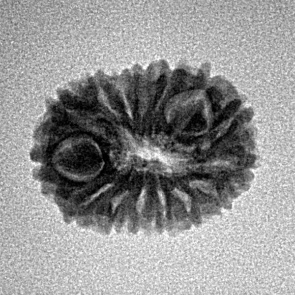 15 Mukhi Rudraksha 18.1mm 1.38gm - Inverse xray