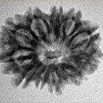 12 Mukhi Rudraksha 24.4mm 3gm - Inverse xray