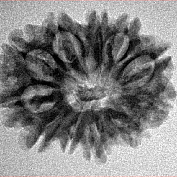 12 Mukhi Rudraksha 24.4mm 3gm - Inverse xray