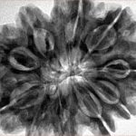 10 Mukhi Rudraksha 32.1mm 8gm - Inverse xray