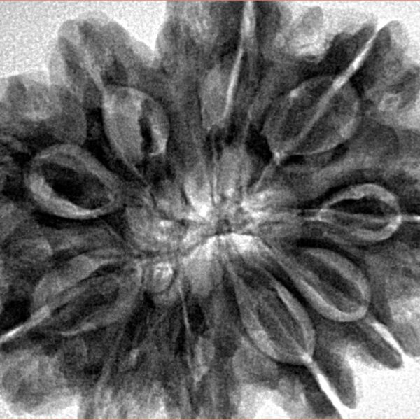 10 Mukhi Rudraksha 32.1mm 8gm - Inverse xray