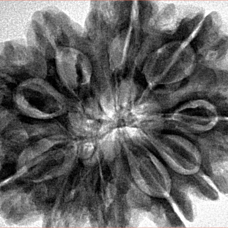 10 Mukhi Rudraksha 32.1mm 8gm - Inverse xray