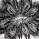 12 Mukhi Rudraksha 35.2mm 8gm - Inverse xray