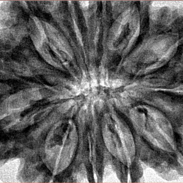 12 Mukhi Rudraksha 35.2mm 8gm - Inverse xray