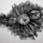 Sawar/Ganesh (9+1) 25.6mm 3.08gm - Inverse xray