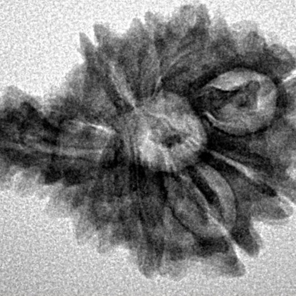 Sawar/Ganesh (9+1) 25.6mm 3.08gm - Inverse xray