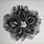 1MK(Underdeveloped) 22.3mm 3.61gm - Inverse xray