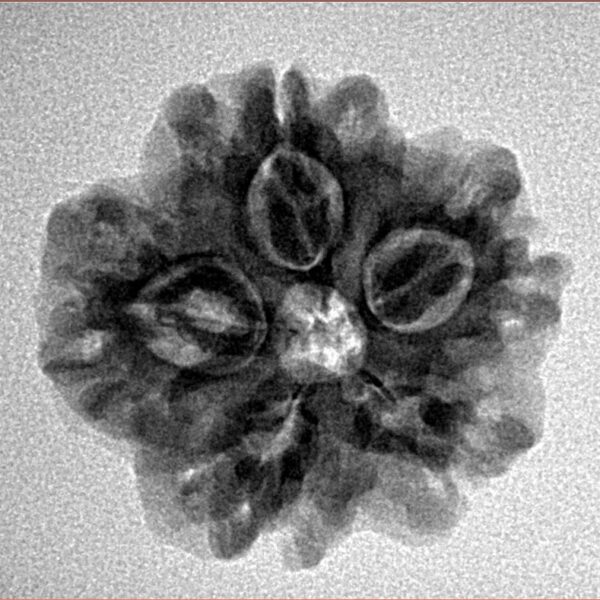 1MK(Underdeveloped) 22.3mm 3.61gm - Inverse xray
