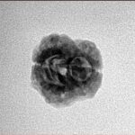 2 Mukhi Rudraksha 22.7mm 1.56gm - Inverse xray